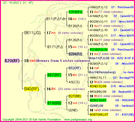 Pedigree of B20(RF) :
four generations presented
it's temporarily unavailable, sorry!