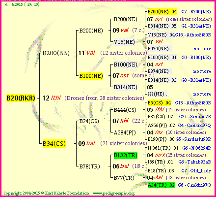 Pedigree of B20(RKR) :
four generations presented