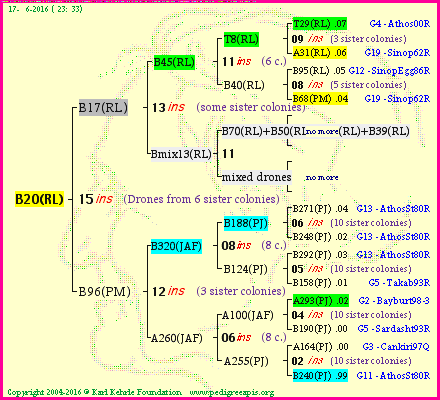 Pedigree of B20(RL) :
four generations presented