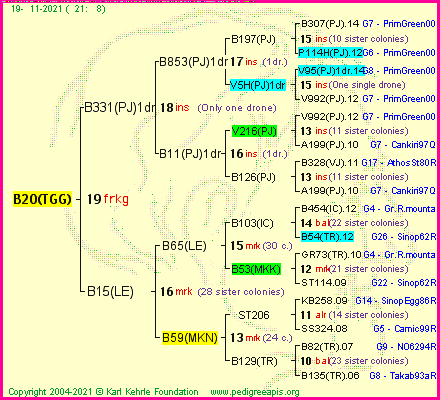 Pedigree of B20(TGG) :
four generations presented
it's temporarily unavailable, sorry!