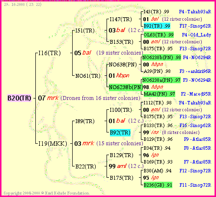 Pedigree of B20(TR) :
four generations presented<br />it's temporarily unavailable, sorry!