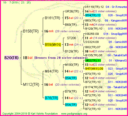 Pedigree of B20(TR) :
four generations presented
it's temporarily unavailable, sorry!