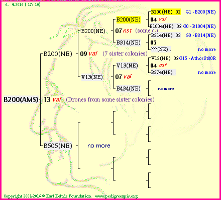 Pedigree of B200(AMS) :
four generations presented