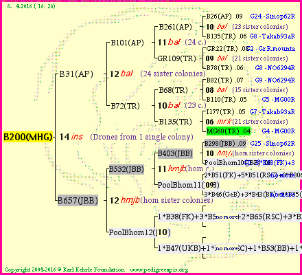 Pedigree of B200(MHG) :
four generations presented