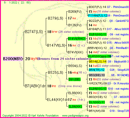 Pedigree of B200(NBY) :
four generations presented
it's temporarily unavailable, sorry!