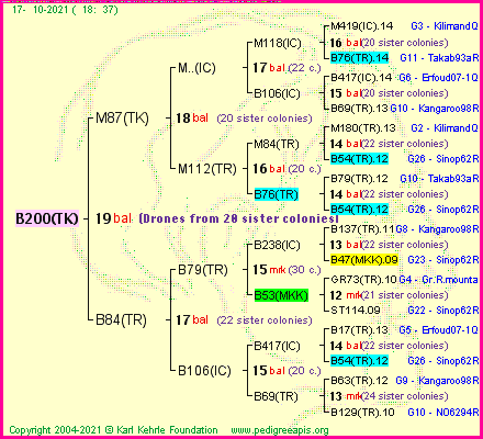 Pedigree of B200(TK) :
four generations presented
it's temporarily unavailable, sorry!