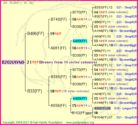 Pedigree of B202(AVM) :
four generations presented
it's temporarily unavailable, sorry!