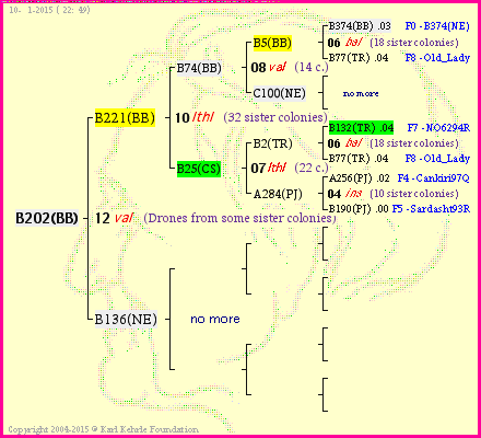 Pedigree of B202(BB) :
four generations presented