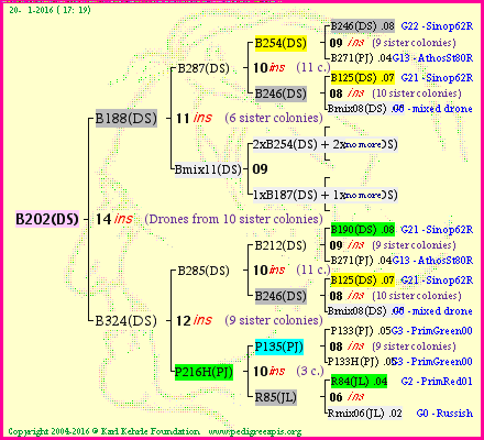 Pedigree of B202(DS) :
four generations presented