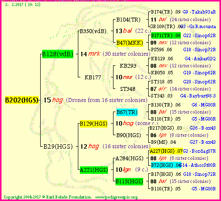 Pedigree of B202(HGS) :
four generations presented