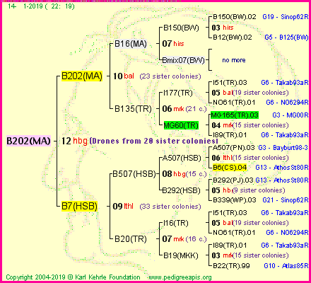 Pedigree of B202(MA) :
four generations presented<br />it's temporarily unavailable, sorry!