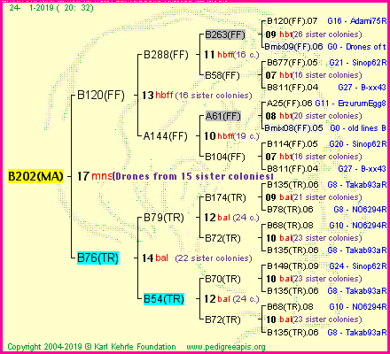 Pedigree of B202(MA) :
four generations presented
it's temporarily unavailable, sorry!