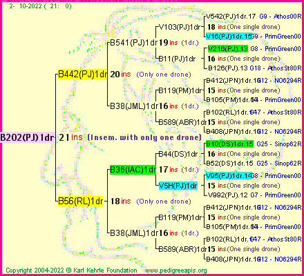 Pedigree of B202(PJ)1dr :
four generations presented
it's temporarily unavailable, sorry!