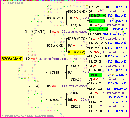 Pedigree of B203(GMH) :
four generations presented