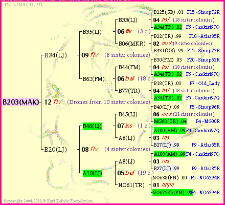 Pedigree of B203(MAK) :
four generations presented