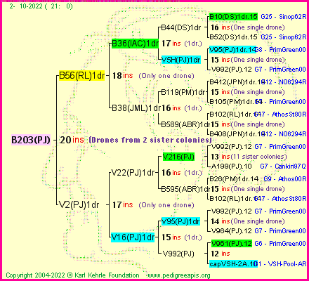 Pedigree of B203(PJ) :
four generations presented
it's temporarily unavailable, sorry!