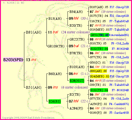 Pedigree of B203(SPD) :
four generations presented