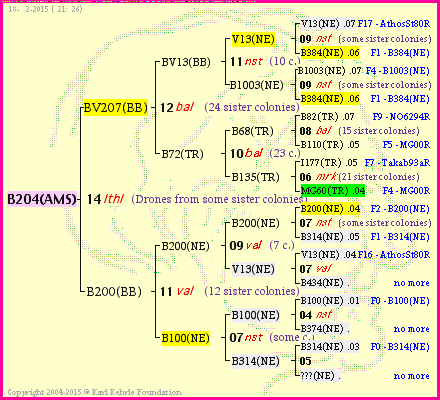 Pedigree of B204(AMS) :
four generations presented