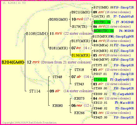 Pedigree of B204(GMH) :
four generations presented