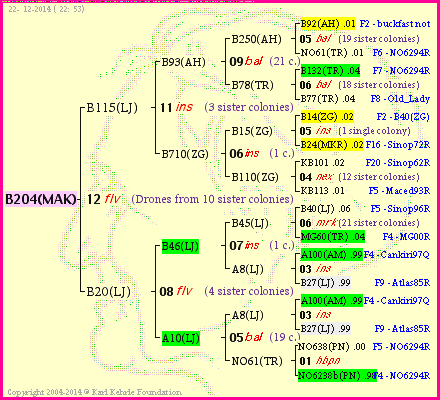 Pedigree of B204(MAK) :
four generations presented