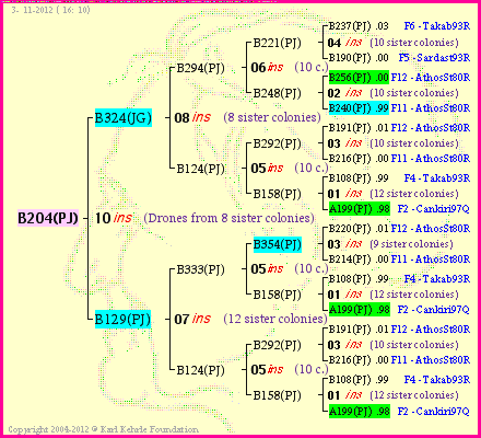 Pedigree of B204(PJ) :
four generations presented