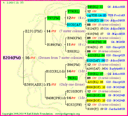 Pedigree of B204(PM) :
four generations presented