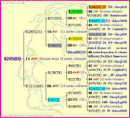 Pedigree of B205(DS) :
four generations presented