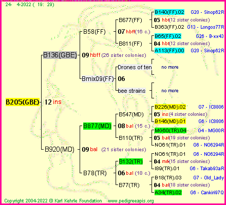 Pedigree of B205(GBE) :
four generations presented
it's temporarily unavailable, sorry!