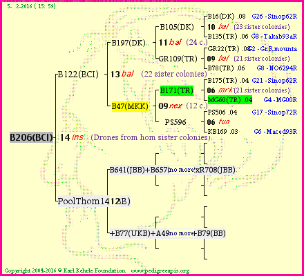 Pedigree of B206(BCI) :
four generations presented