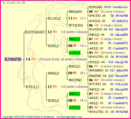 Pedigree of B206(FB) :
four generations presented