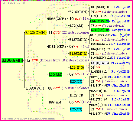 Pedigree of B206(GMH) :
four generations presented