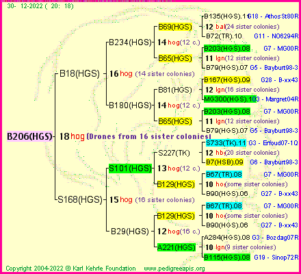 Pedigree of B206(HGS) :
four generations presented
it's temporarily unavailable, sorry!