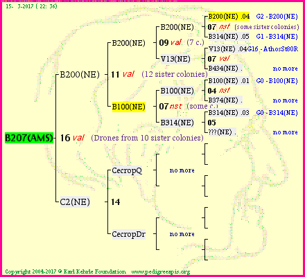 Pedigree of B207(AMS) :
four generations presented<br />it's temporarily unavailable, sorry!