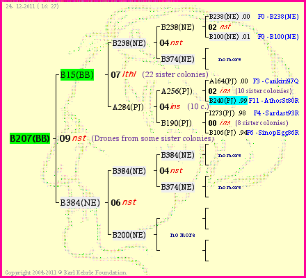 Pedigree of B207(BB) :
four generations presented