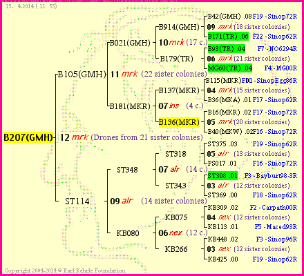 Pedigree of B207(GMH) :
four generations presented