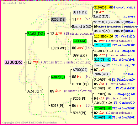 Pedigree of B208(DS) :
four generations presented