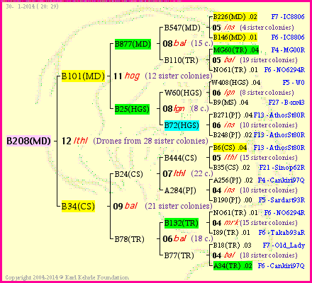 Pedigree of B208(MD) :
four generations presented