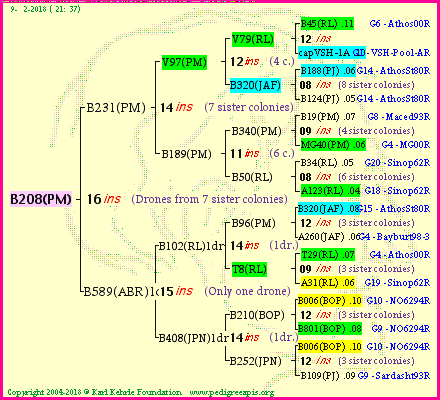 Pedigree of B208(PM) :
four generations presented