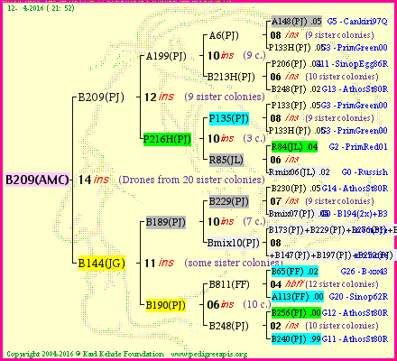 Pedigree of B209(AMC) :
four generations presented