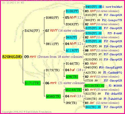 Pedigree of B20H(GDR) :
four generations presented