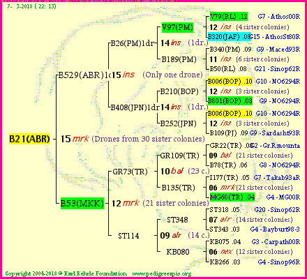 Pedigree of B21(ABR) :
four generations presented