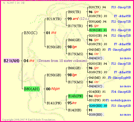 Pedigree of B21(AH) :
four generations presented