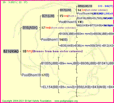 Pedigree of B21(ASK) :
four generations presented
it's temporarily unavailable, sorry!