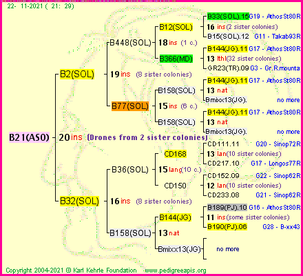 Pedigree of B21(ASO) :
four generations presented
it's temporarily unavailable, sorry!