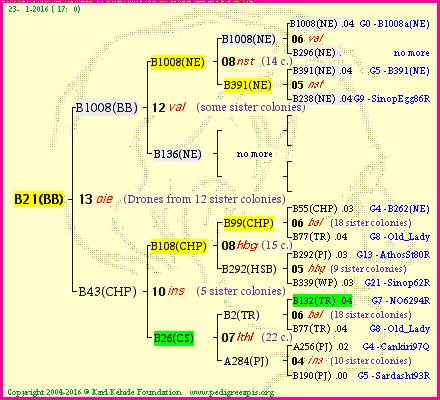 Pedigree of B21(BB) :
four generations presented