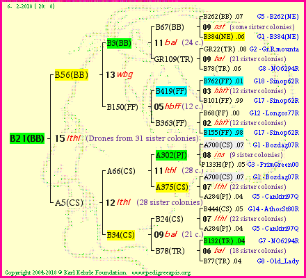 Pedigree of B21(BB) :
four generations presented