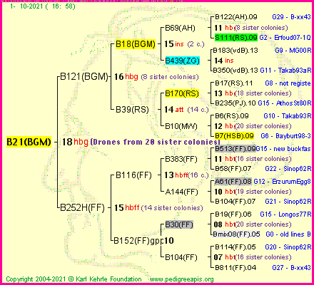 Pedigree of B21(BGM) :
four generations presented
it's temporarily unavailable, sorry!