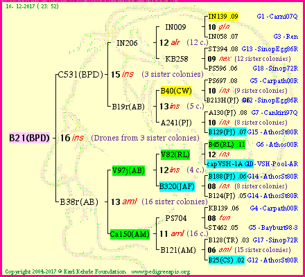 Pedigree of B21(BPD) :
four generations presented