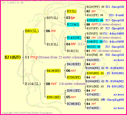 Pedigree of B21(BZF) :
four generations presented<br />it's temporarily unavailable, sorry!