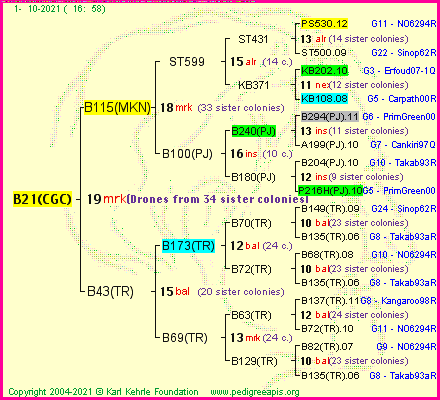 Pedigree of B21(CGC) :
four generations presented
it's temporarily unavailable, sorry!